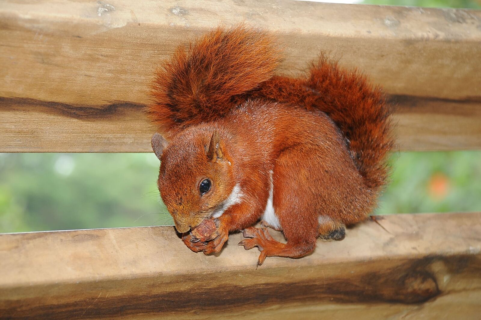 Nikon D300 sample photo. Animal, squirrel, nature photography