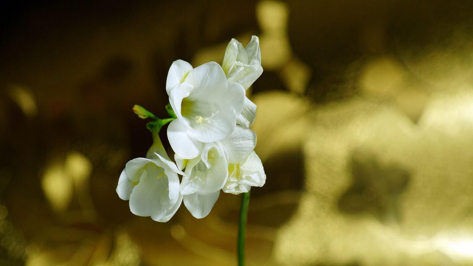 Sony ILCA-77M2 sample photo. Flowers, white, romantic photography