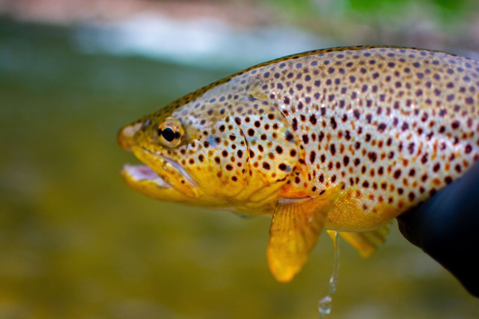 Nikon D7100 sample photo. Fish, trout, brown trout photography
