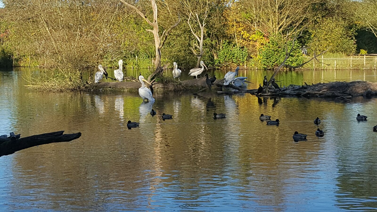 Samsung GALAXY S6 edge sample photo. Eau, lac, pelican photography