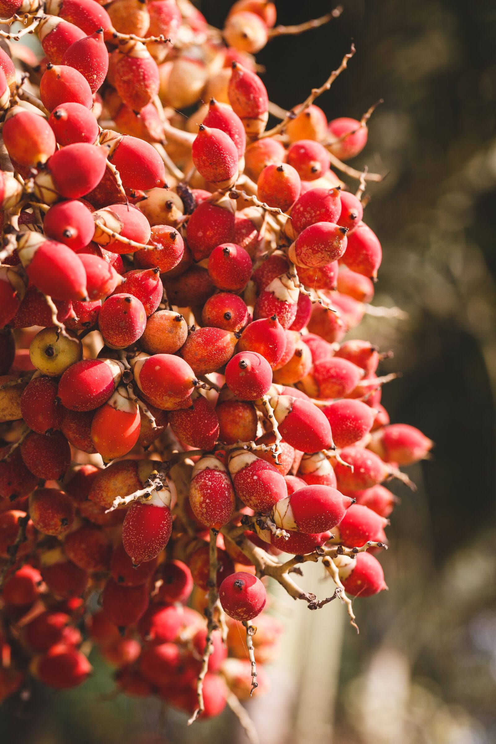 Canon EF 100mm F2.8L Macro IS USM sample photo. Areca nut, fruit, red photography