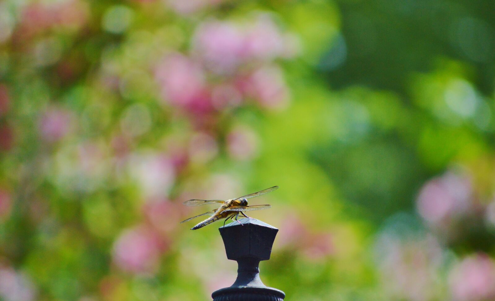 Nikon D3200 sample photo. Dragonfly, insect, wing photography