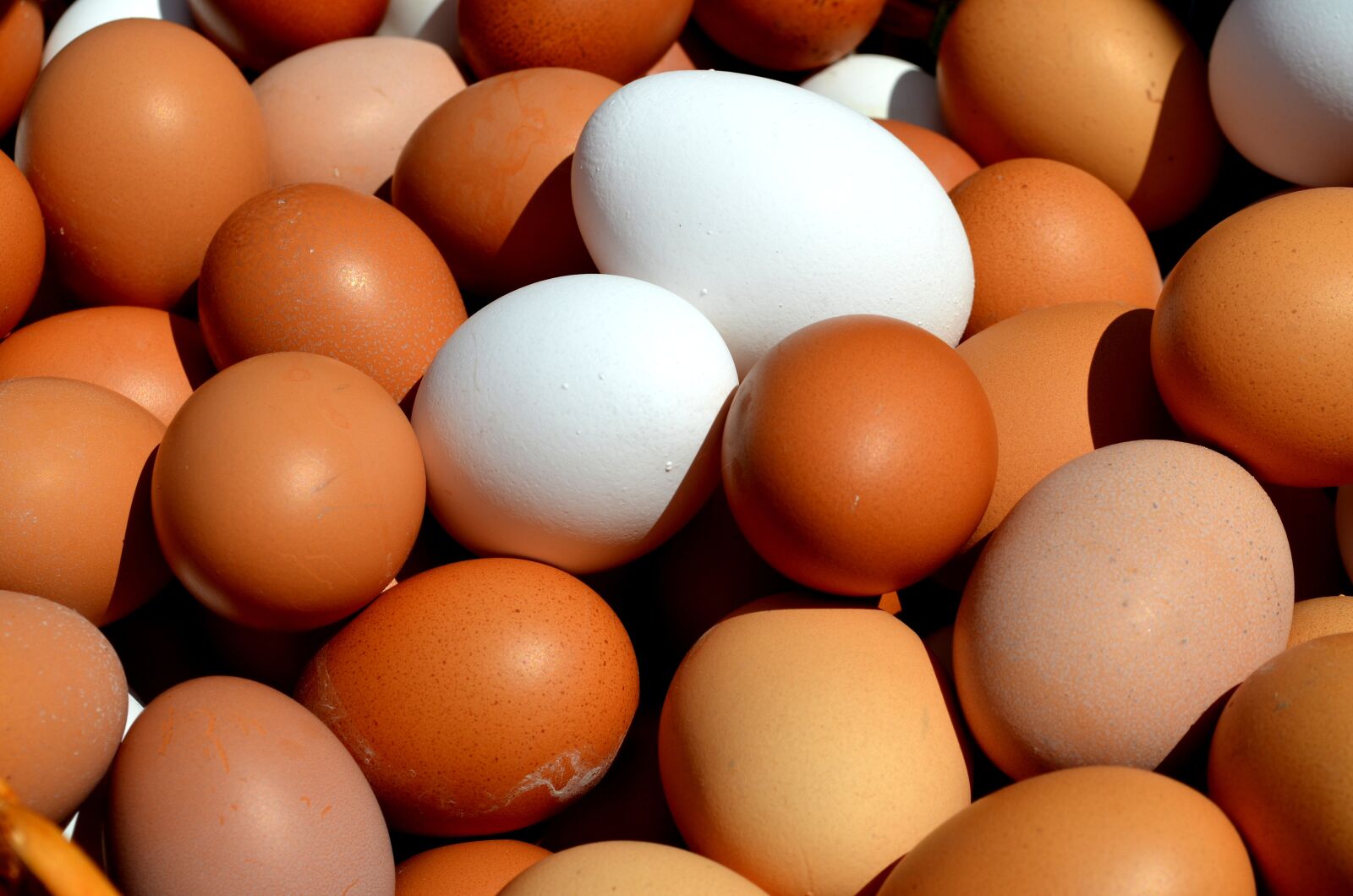Nikon D5100 sample photo. Egg, hen's egg, close photography
