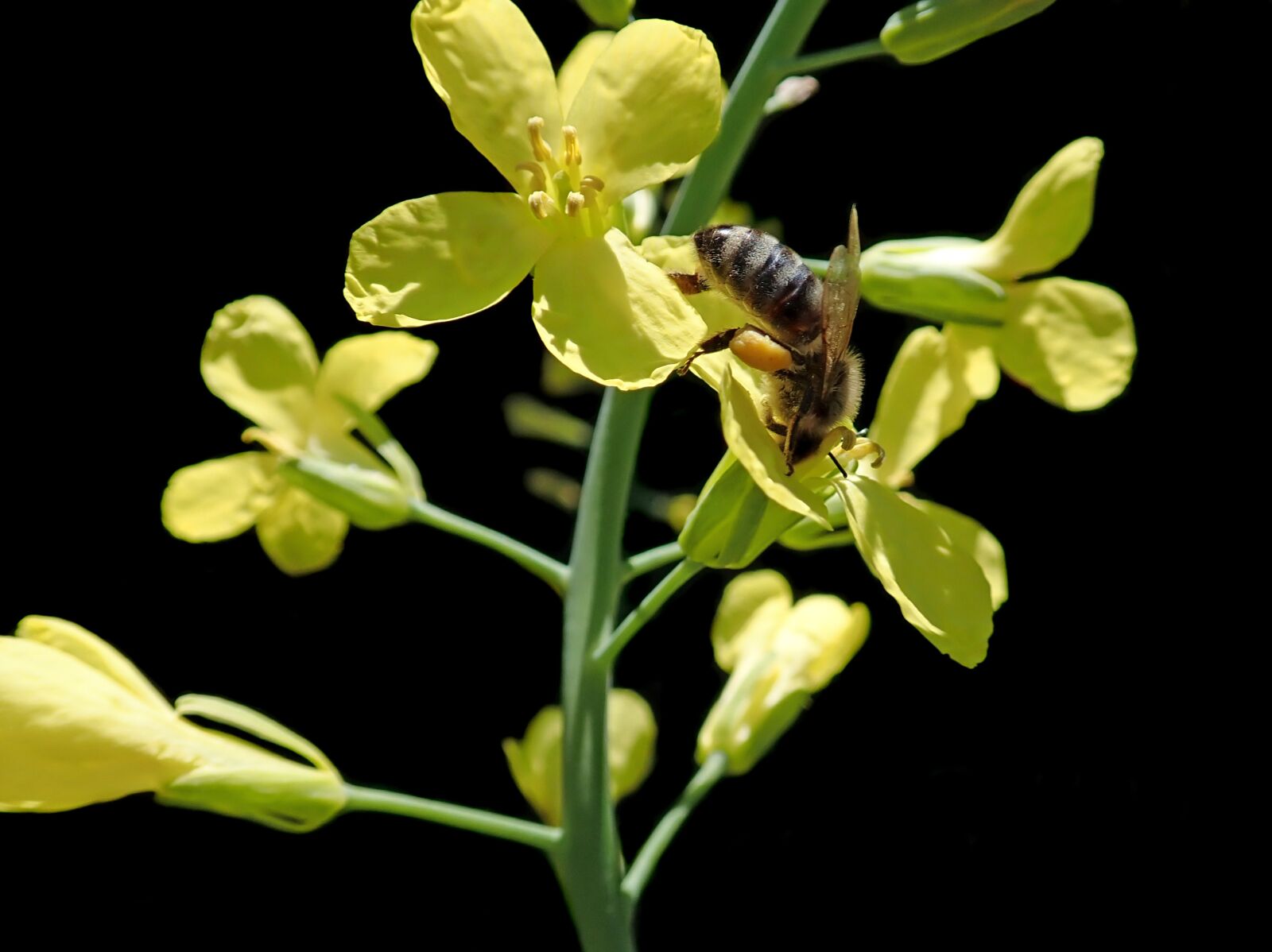 Olympus TG-5 sample photo. Bee, insect, cabbage flower photography