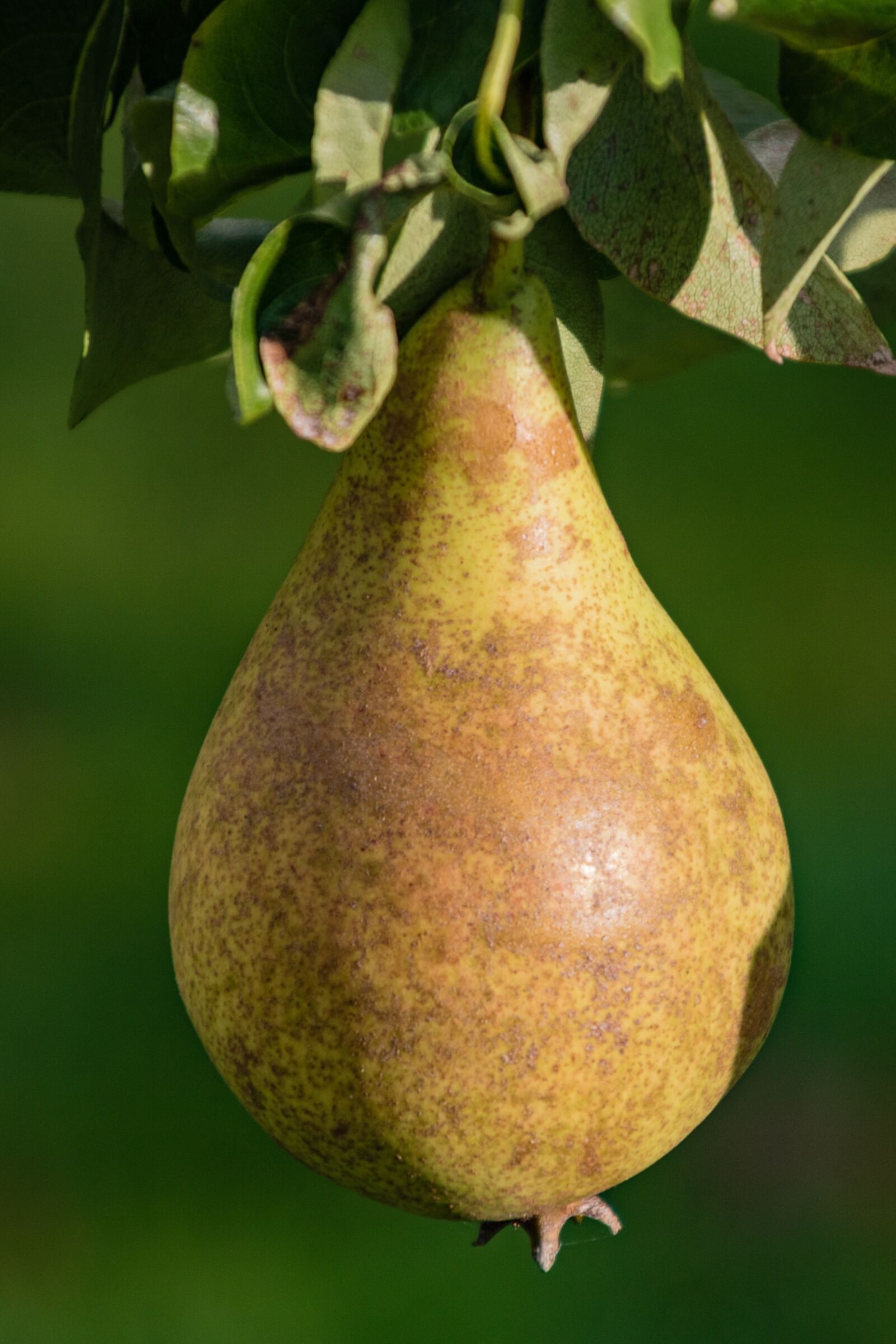 Canon EOS 750D (EOS Rebel T6i / EOS Kiss X8i) + Canon TS-E 90mm F2.8 Tilt-Shift sample photo. Bulb, fruit, autumn photography