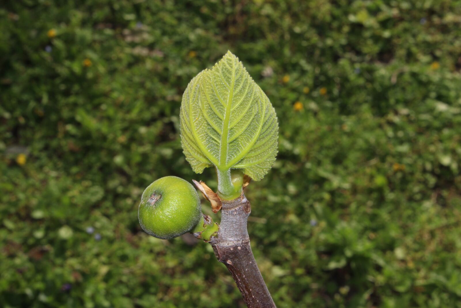 Canon EOS 100D (EOS Rebel SL1 / EOS Kiss X7) sample photo. Fig, bud, spring photography