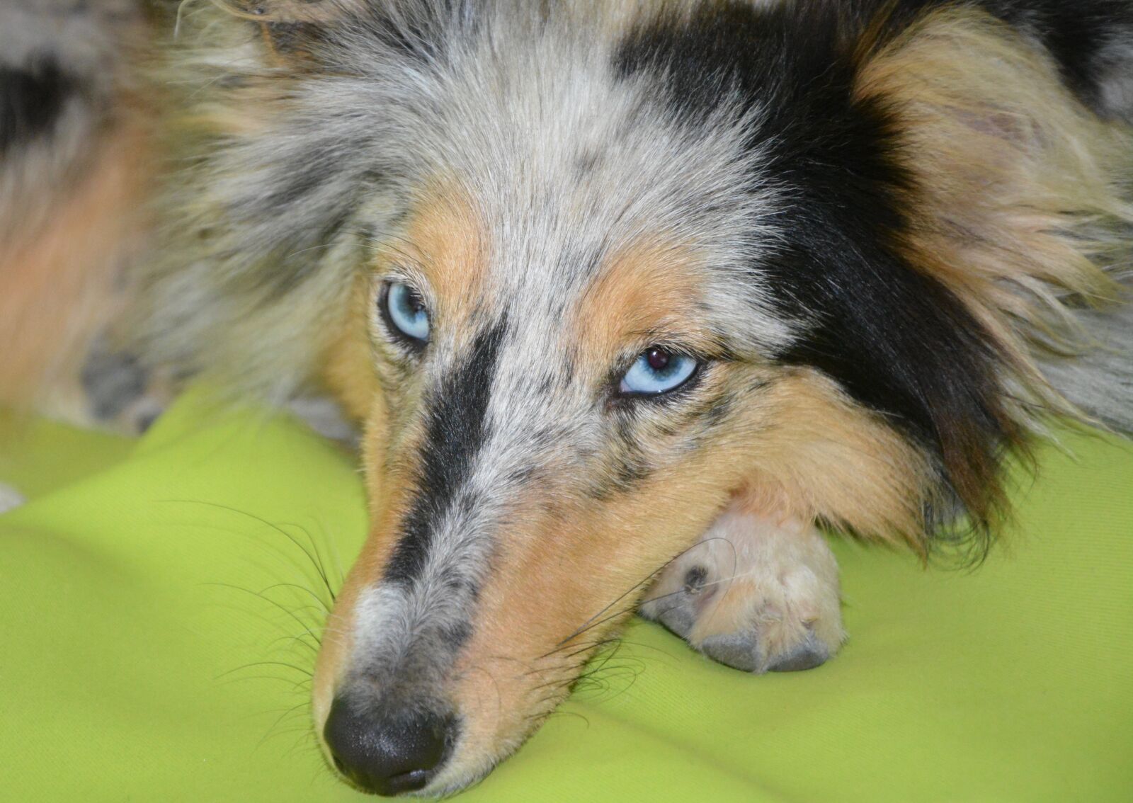 Nikon D5200 sample photo. Dog, bitch, bitch nobility photography