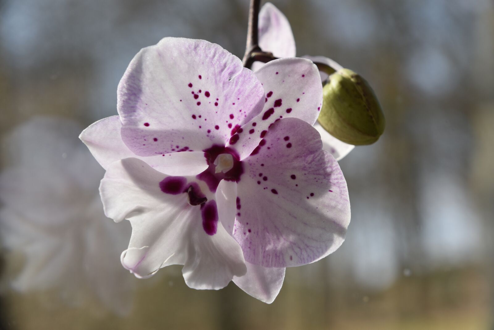 Nikon D5600 sample photo. Flower, nature, plant photography