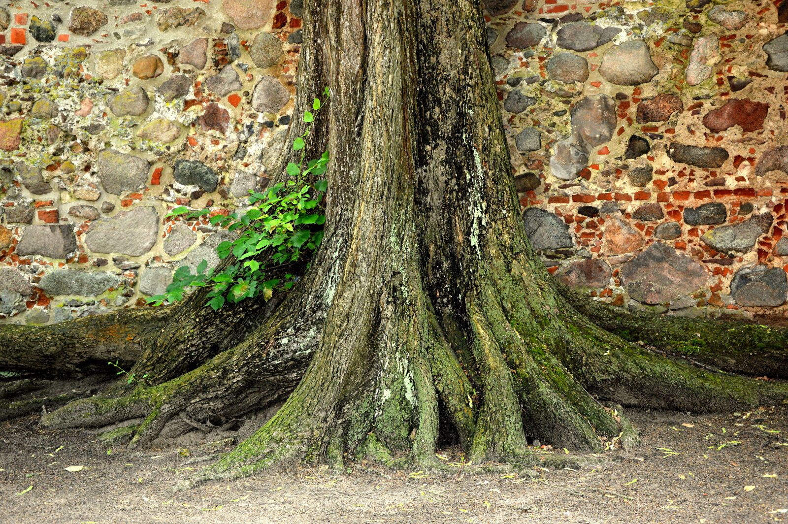 Nikon D3200 sample photo. Tree, log, root photography