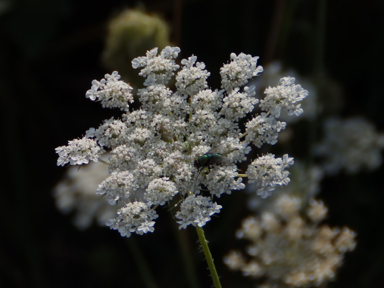 Olympus SP-820UZ sample photo. Apiaceae, flower, nature photography