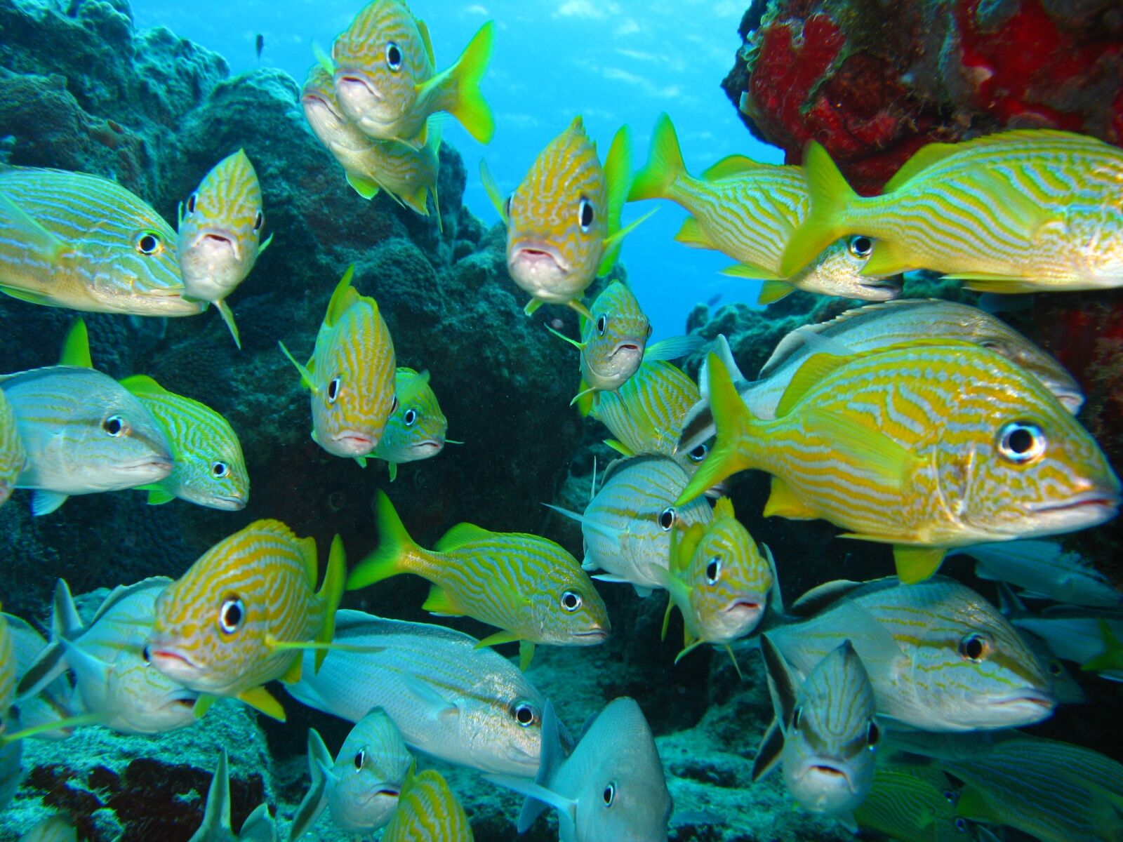 Canon POWERSHOT A720 IS sample photo. Fish, underwater, marine photography