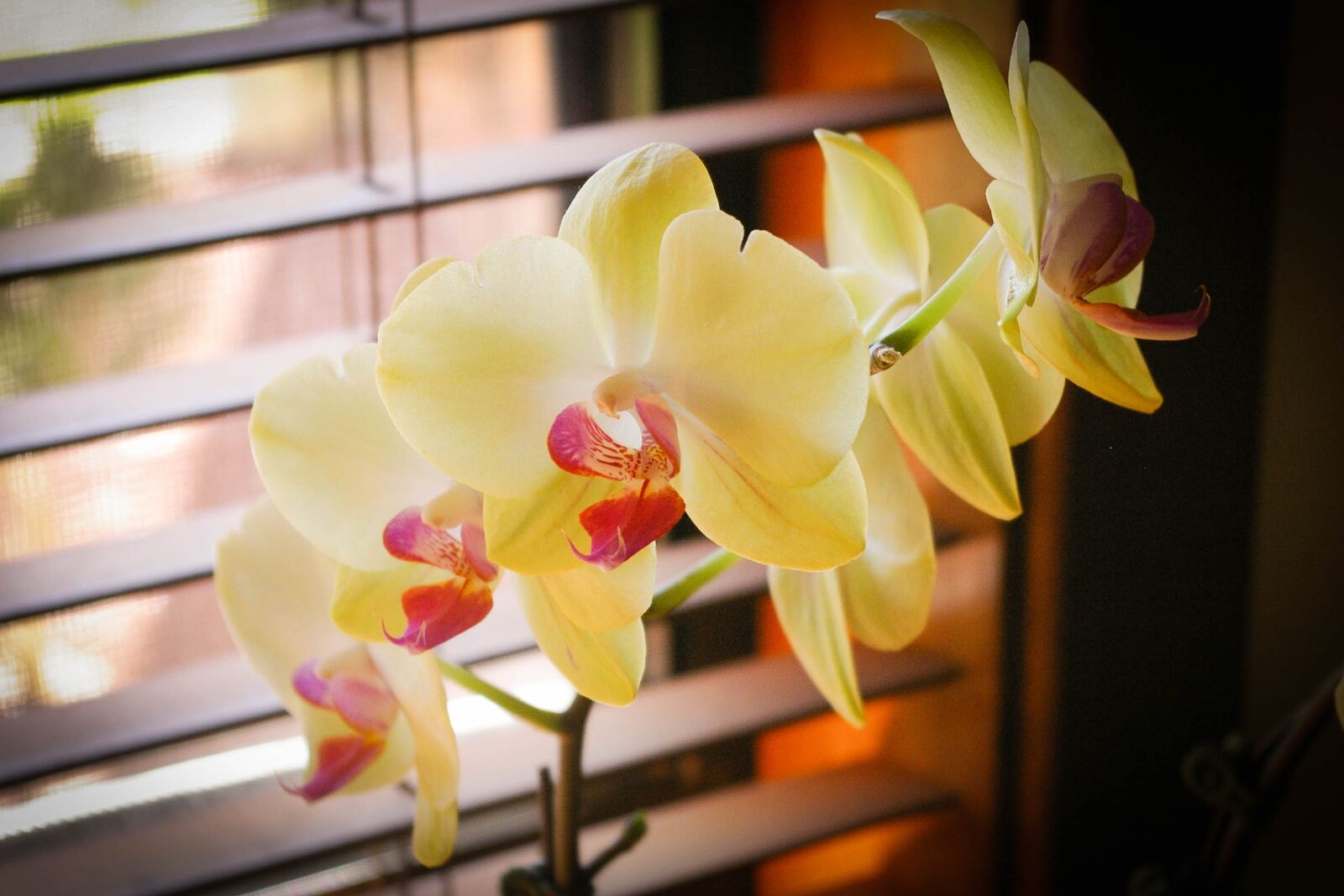 Pentax K100D sample photo. Orchids, green, best photography