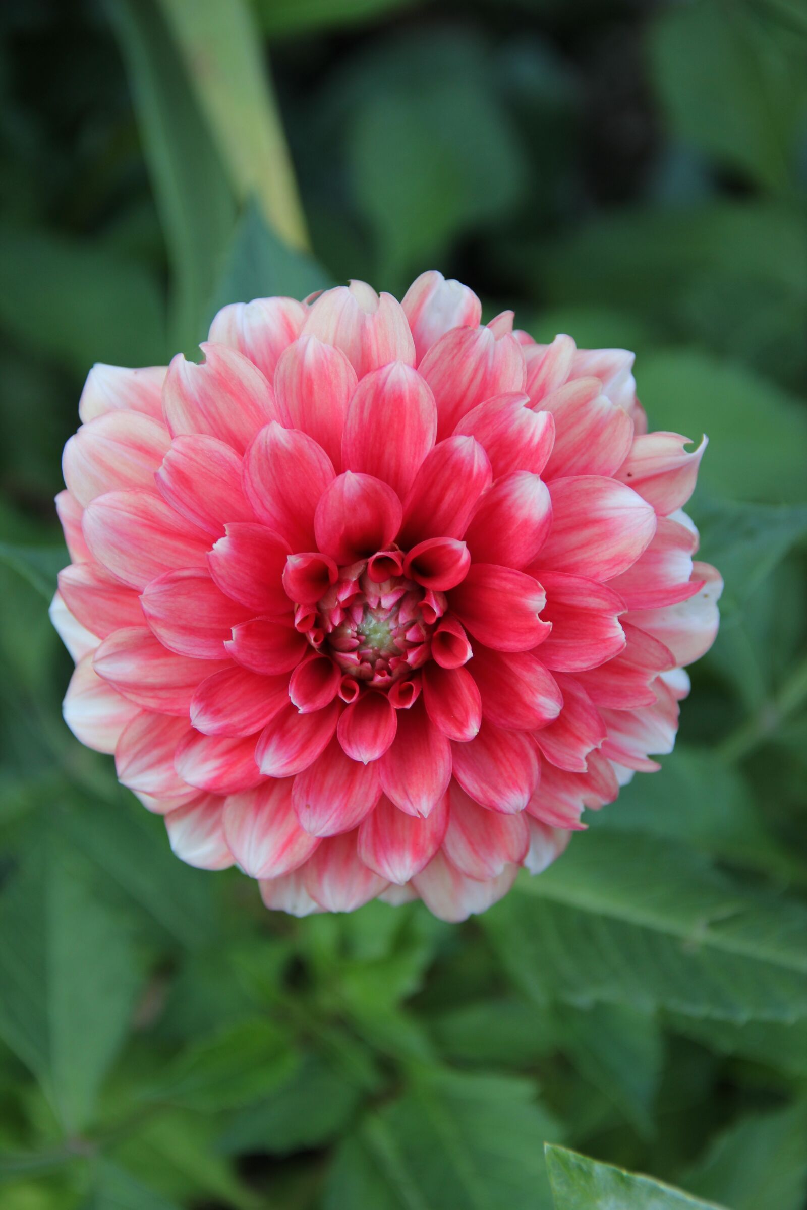 Canon EOS 550D (EOS Rebel T2i / EOS Kiss X4) sample photo. Schmuck-dahlia, white pink, composites photography