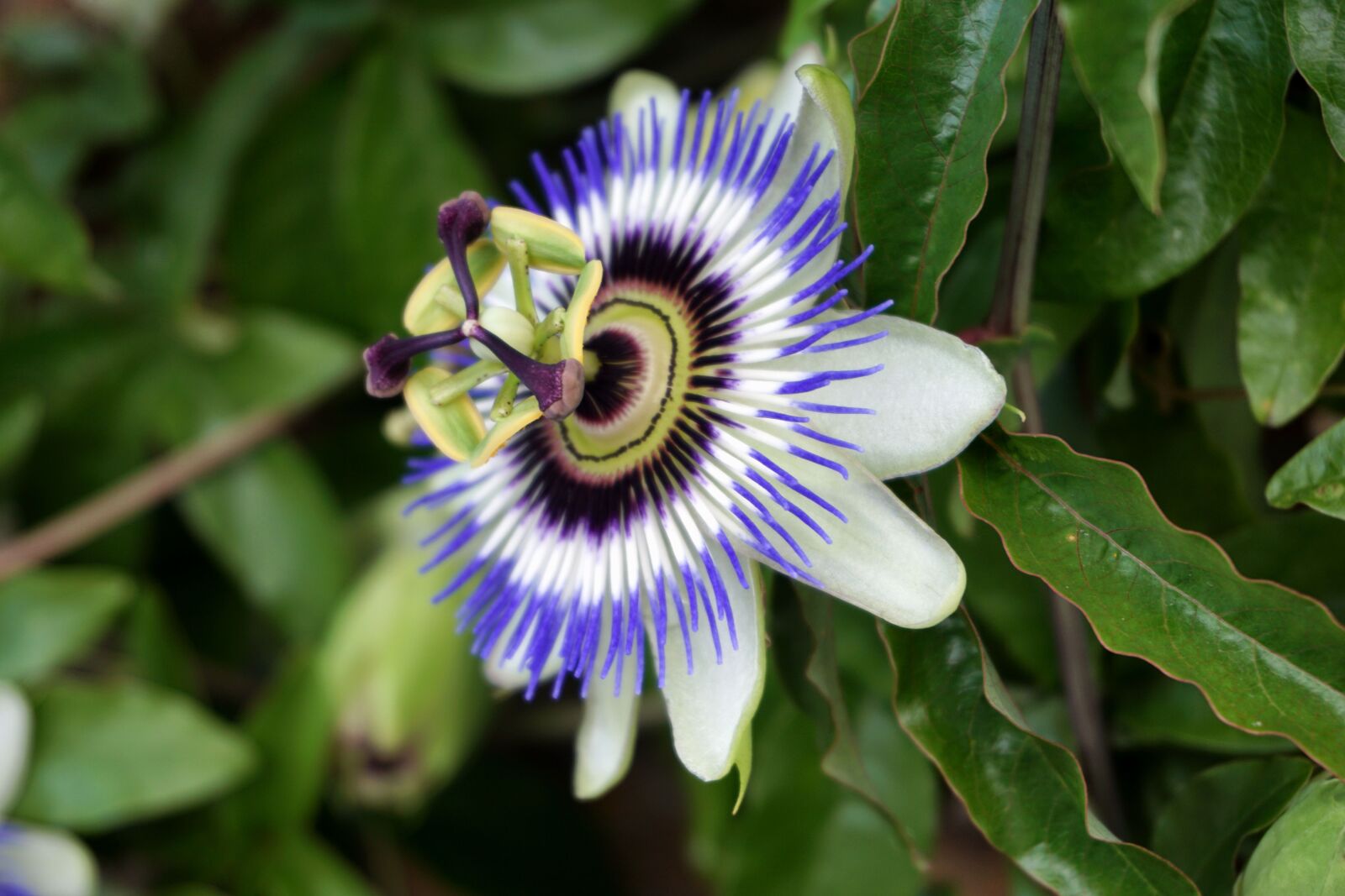 Sony a6000 sample photo. Bleu, botanique, fleur, flore photography