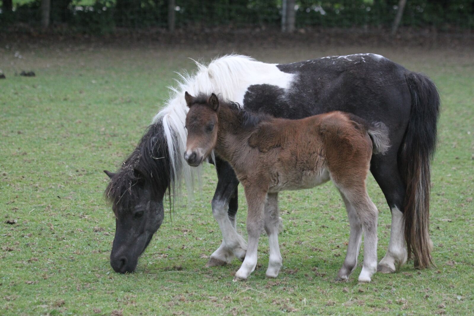 Canon EOS 500D (EOS Rebel T1i / EOS Kiss X3) sample photo. Horse, animal, nature photography