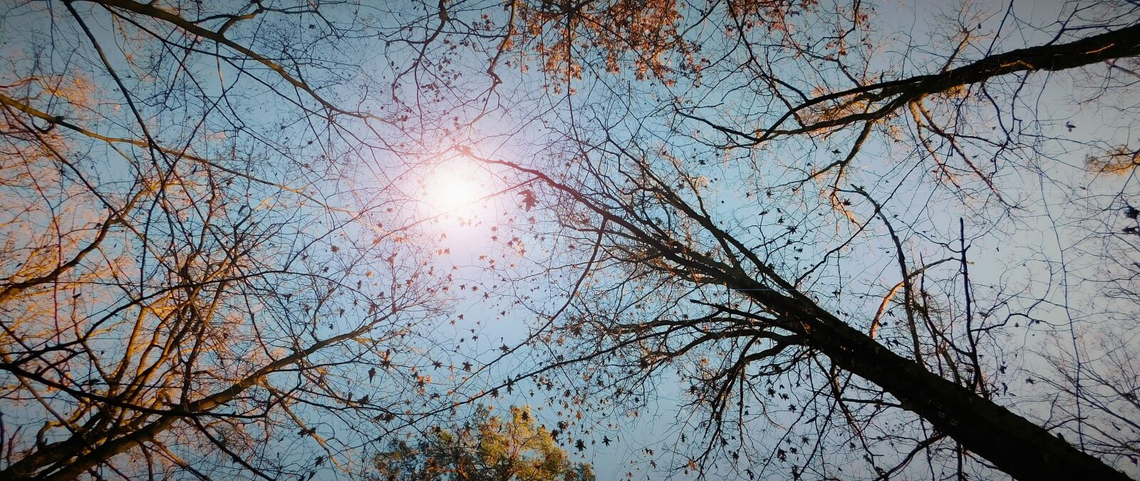 Nikon Coolpix B500 sample photo. Forest, tree, sunrise photography