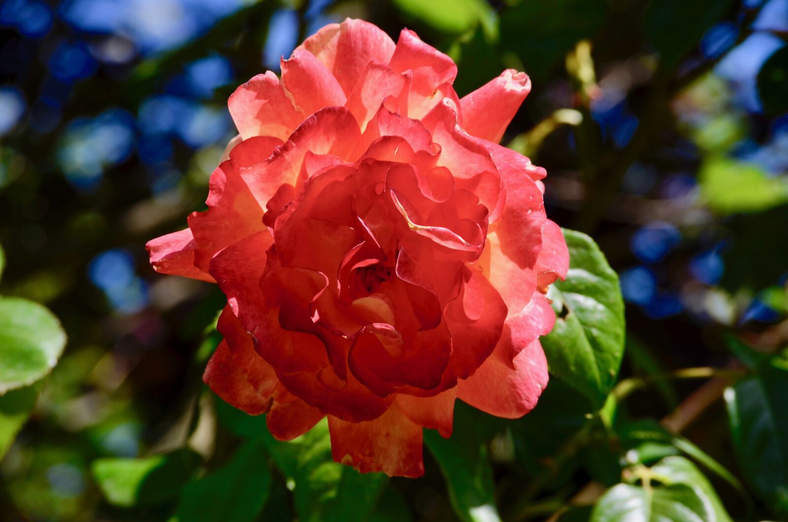 Nikon D5100 sample photo. Rose, blossom, bloom photography