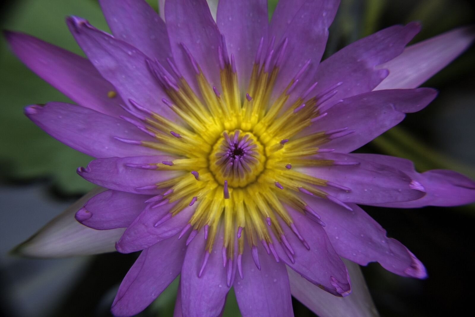 Canon EOS 450D (EOS Rebel XSi / EOS Kiss X2) sample photo. Waterlily, nature, flowers photography
