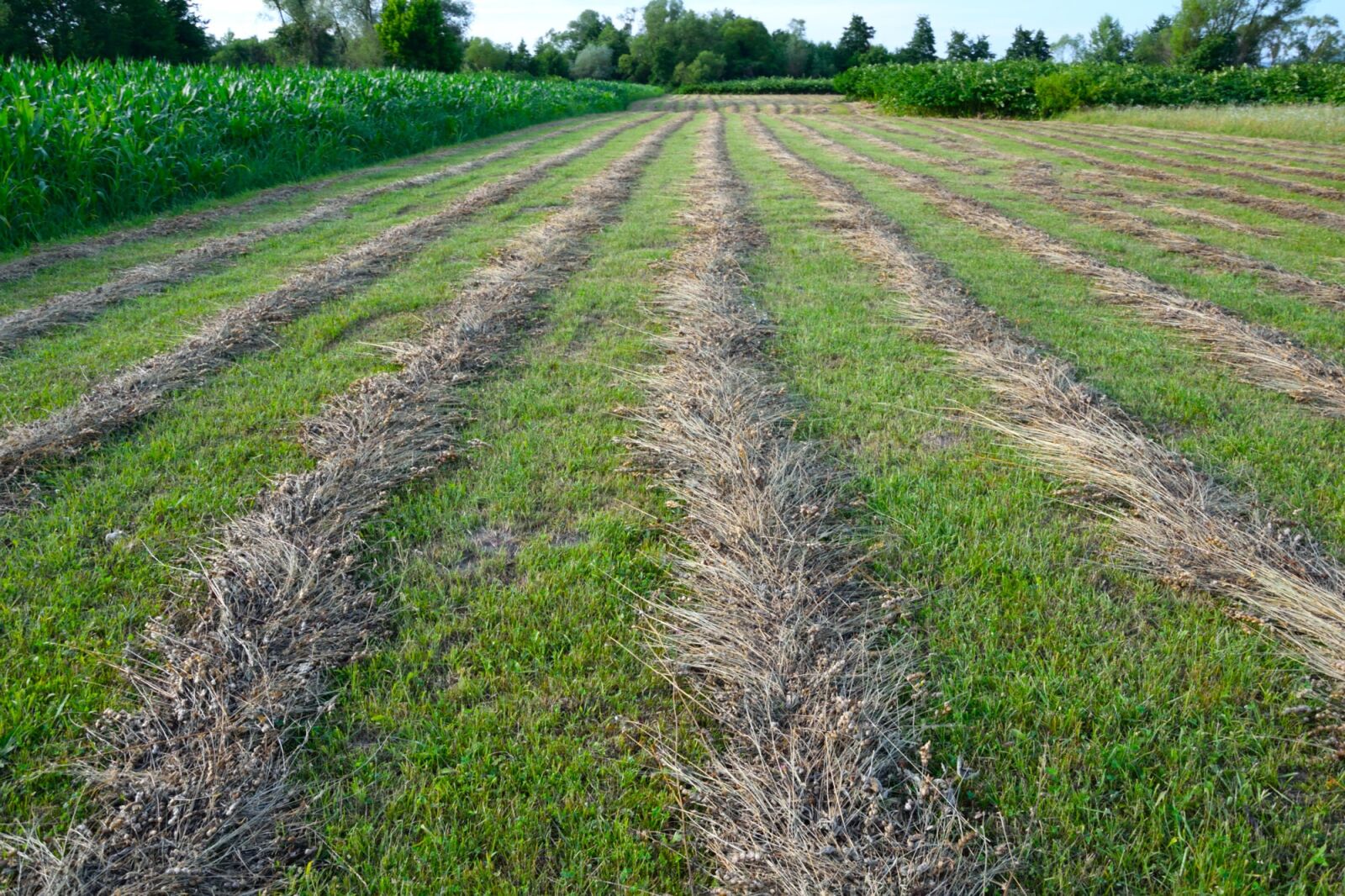 Nikon D5300 sample photo. Field, agriculture, nature photography