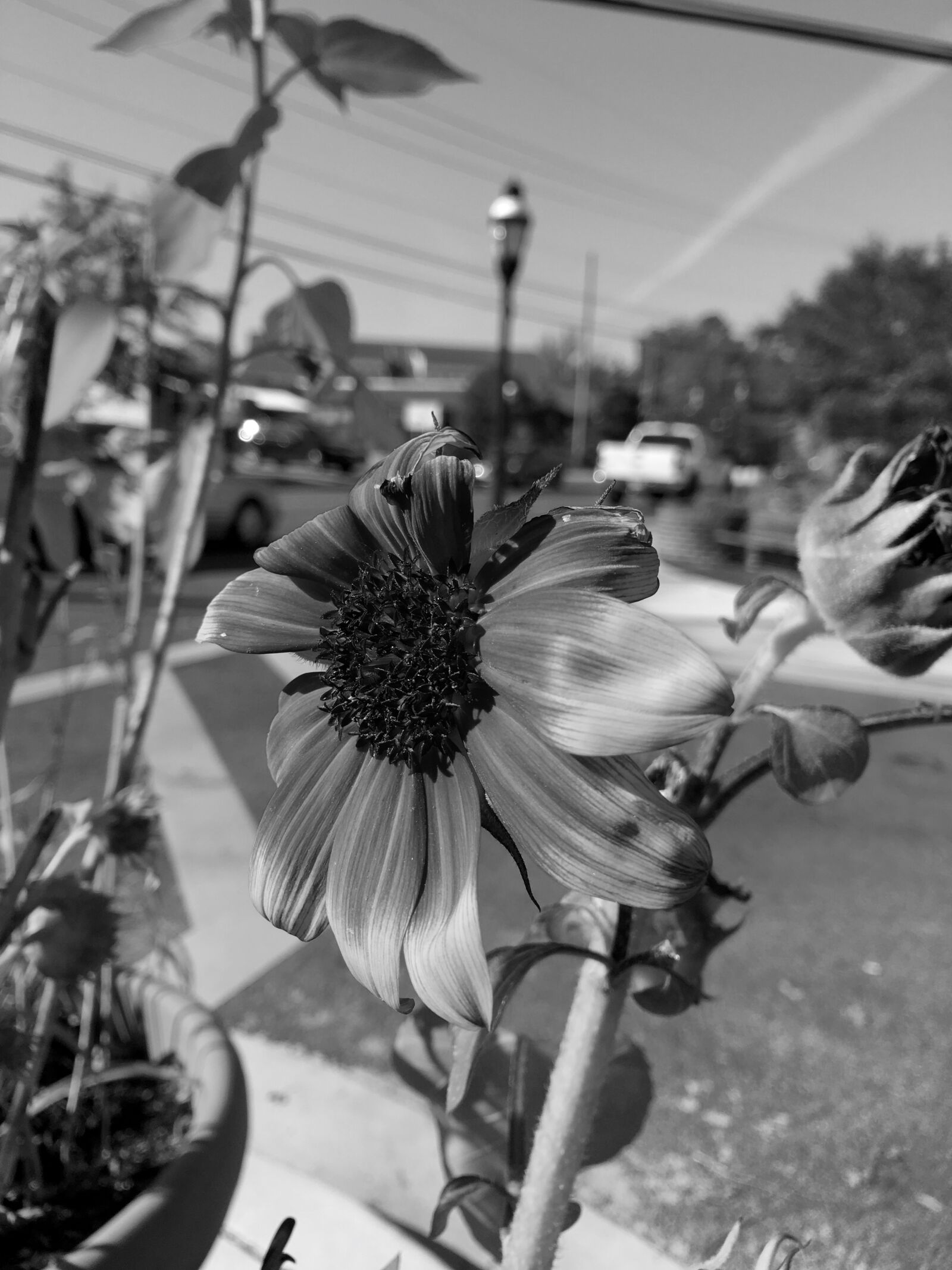 Apple iPhone 6s Plus sample photo. B w, flower, takoma photography