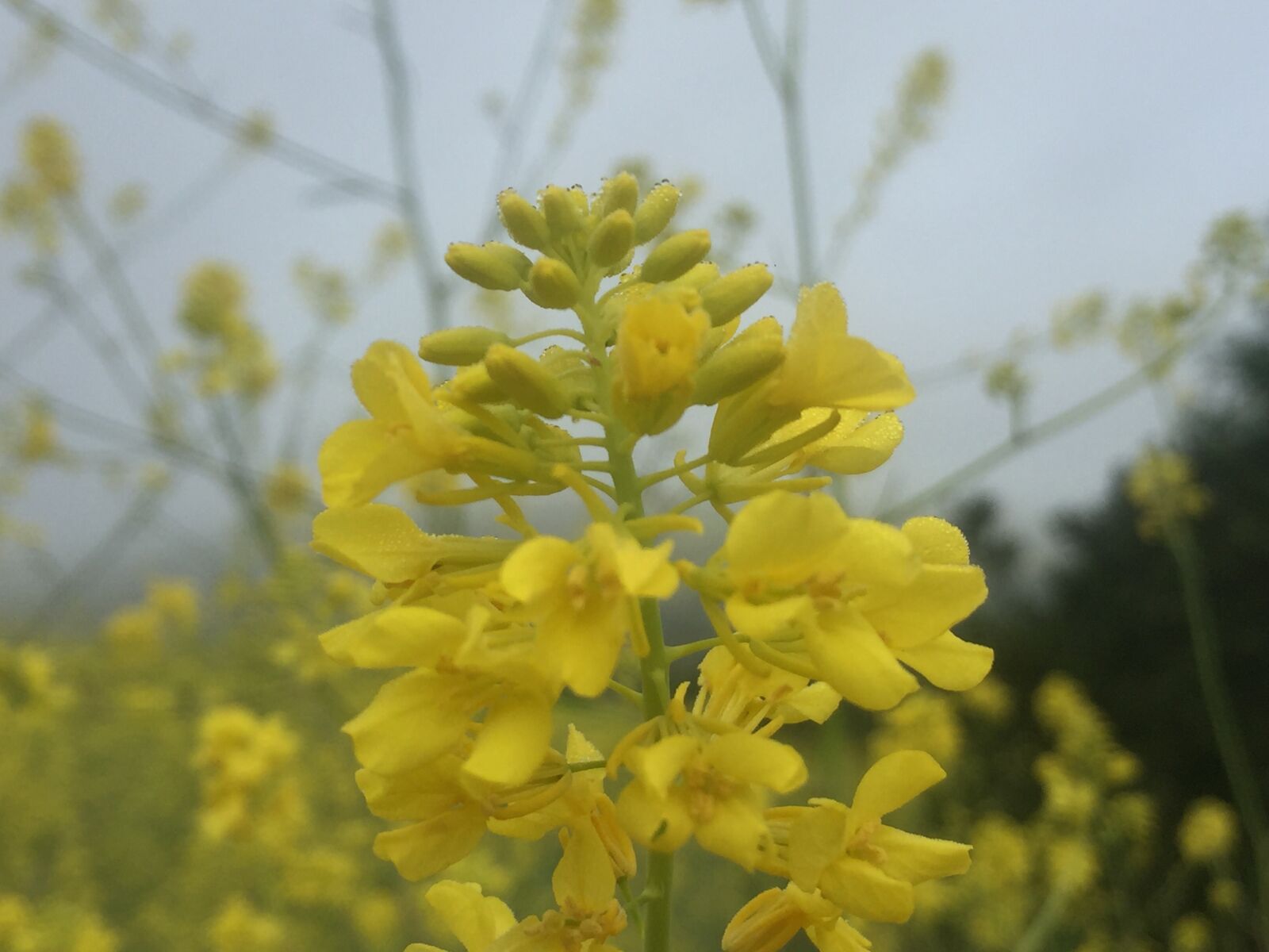 iPhone 6 back camera 4.15mm f/2.2 sample photo. Yellow, flora, flowers photography
