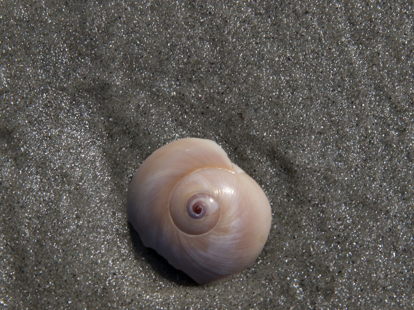 OLYMPUS 18mm-180mm Lens sample photo. Shell, sand, beach photography