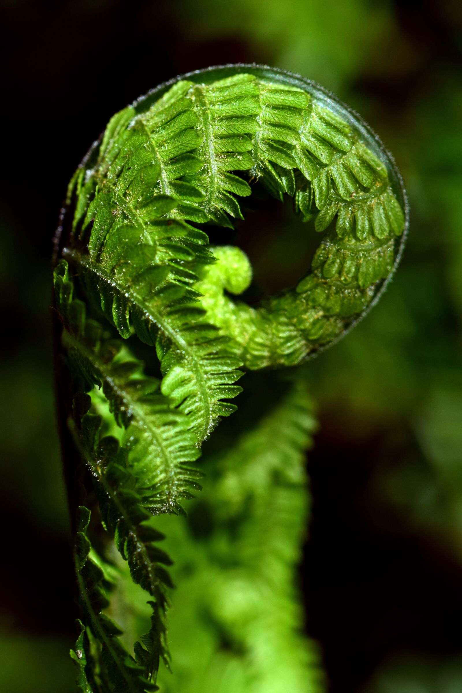 Nikon D3300 sample photo. Fern, green, close up photography