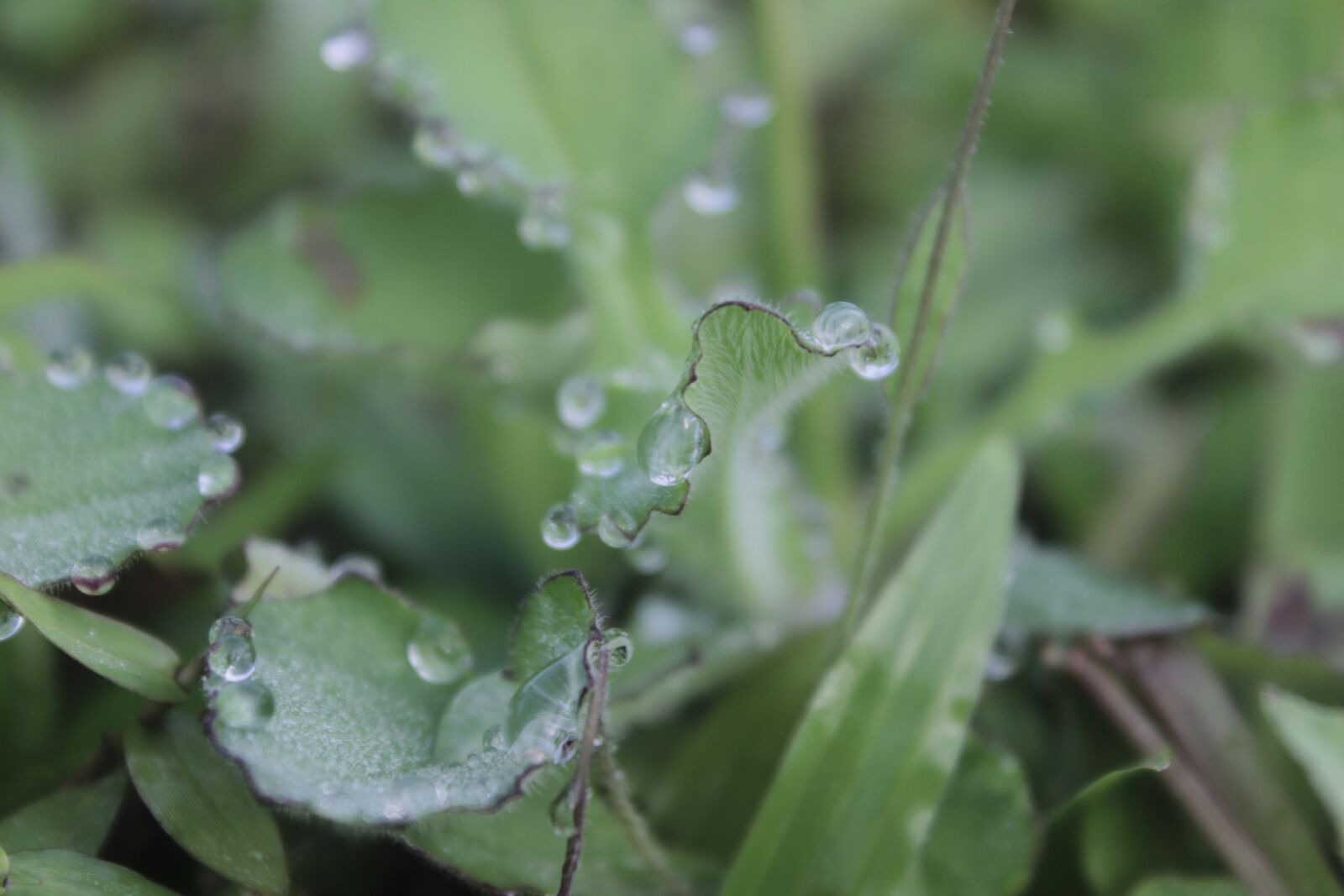 Canon EOS 600D (Rebel EOS T3i / EOS Kiss X5) sample photo. Waterdrops, water, leaves photography