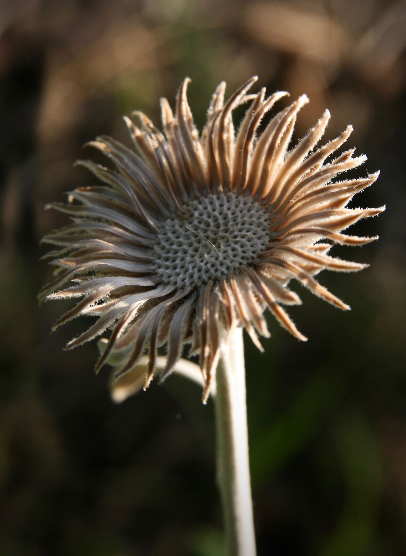 Canon EOS 400D (EOS Digital Rebel XTi / EOS Kiss Digital X) sample photo. Trockenblume, autumn, faded photography