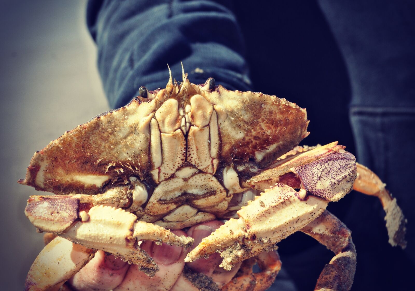 Nikon D90 sample photo. Crab, beach, sand photography