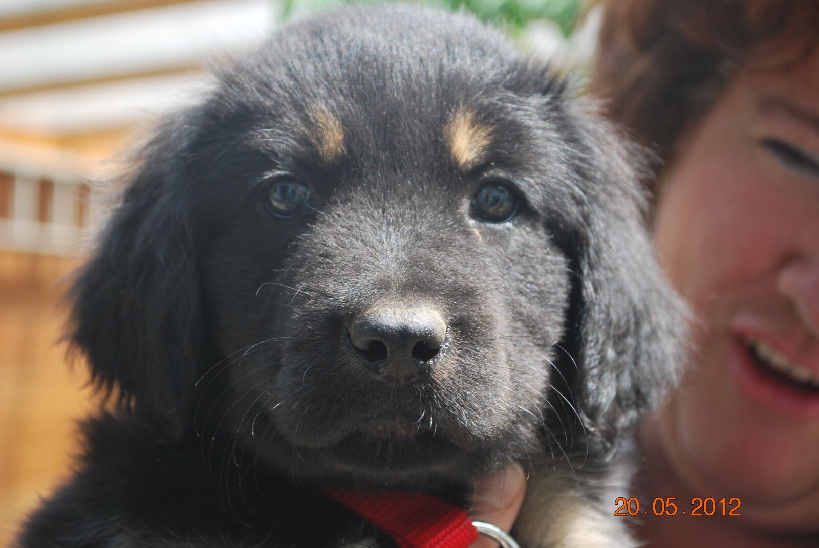 Nikon D60 sample photo. Dog, hovawart, animal photography