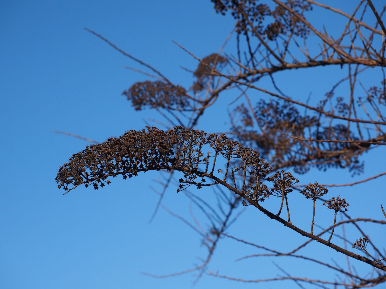 Olympus OM-D E-M1 + Olympus M.Zuiko Digital ED 12-40mm F2.8 Pro sample photo. Bride spiere, ornamental shrub photography