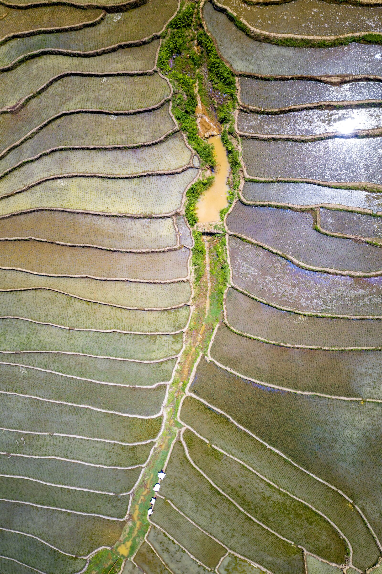 Hasselblad L1D-20c sample photo. Terraces, rice field, vietnam photography