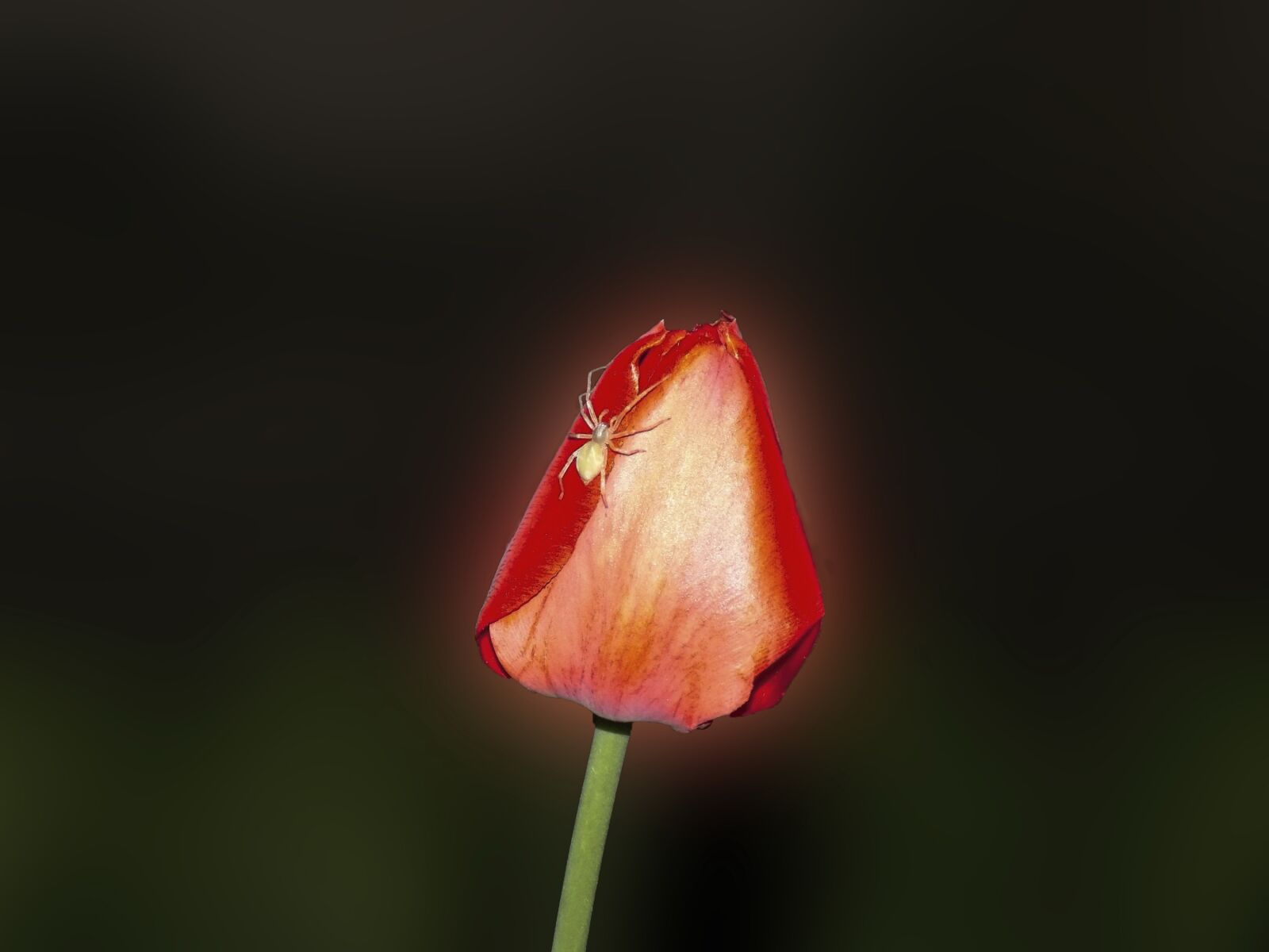 Nikon COOLPIX L330 sample photo. Tulip, spider, spring photography