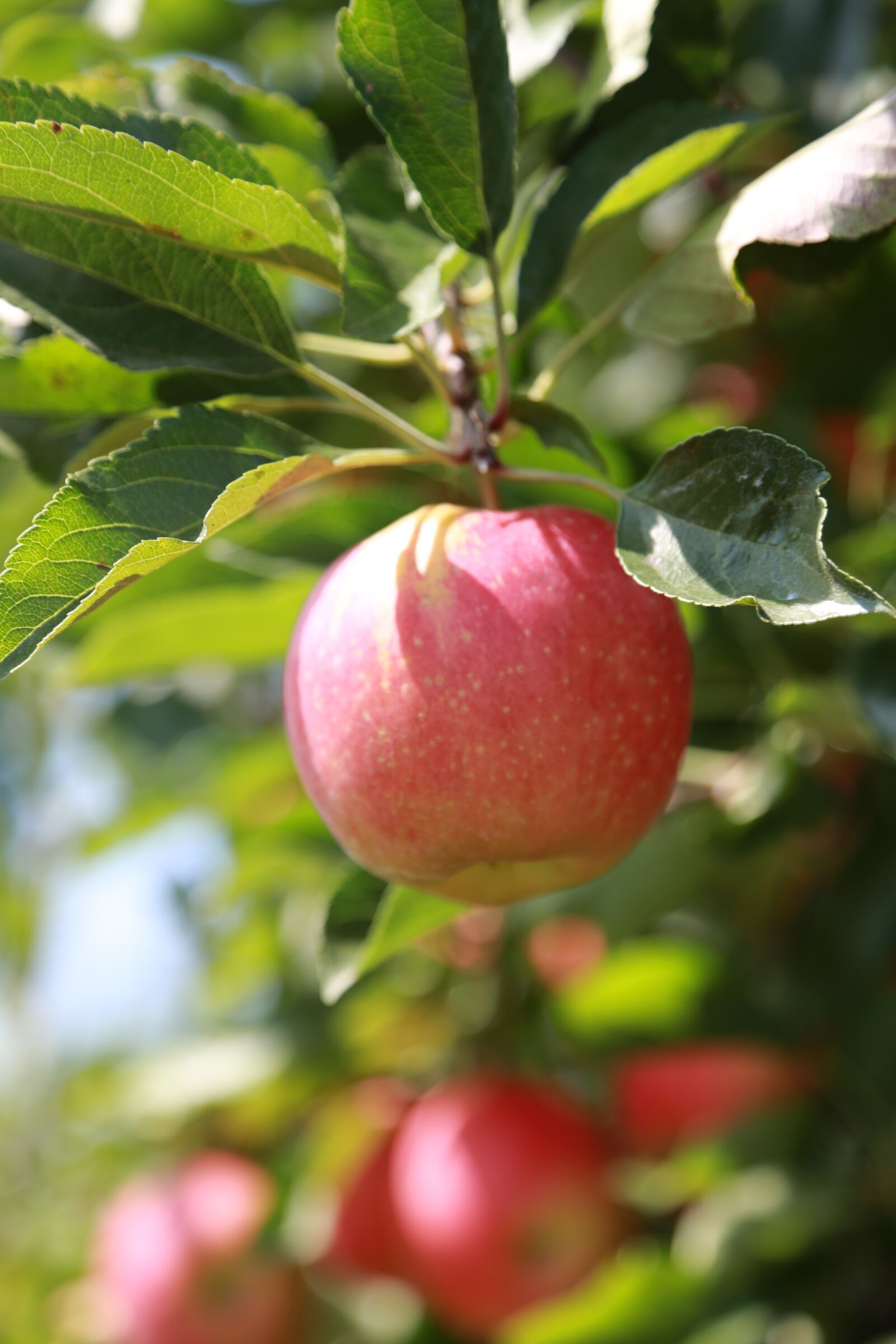 Canon EOS 6D + Canon EF 24-105mm F4L IS USM sample photo. Apple, apple tree, fruit photography