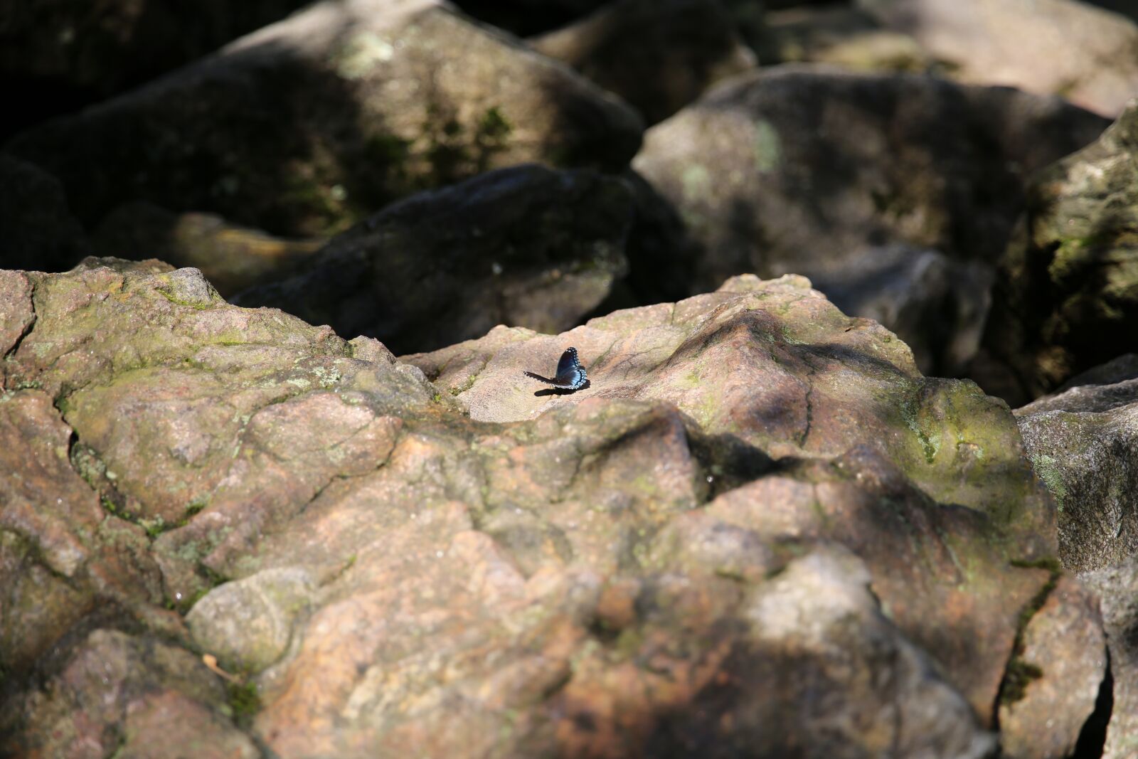 Canon EF 24-70mm F2.8L II USM sample photo. Butterfly, nature, rocks photography