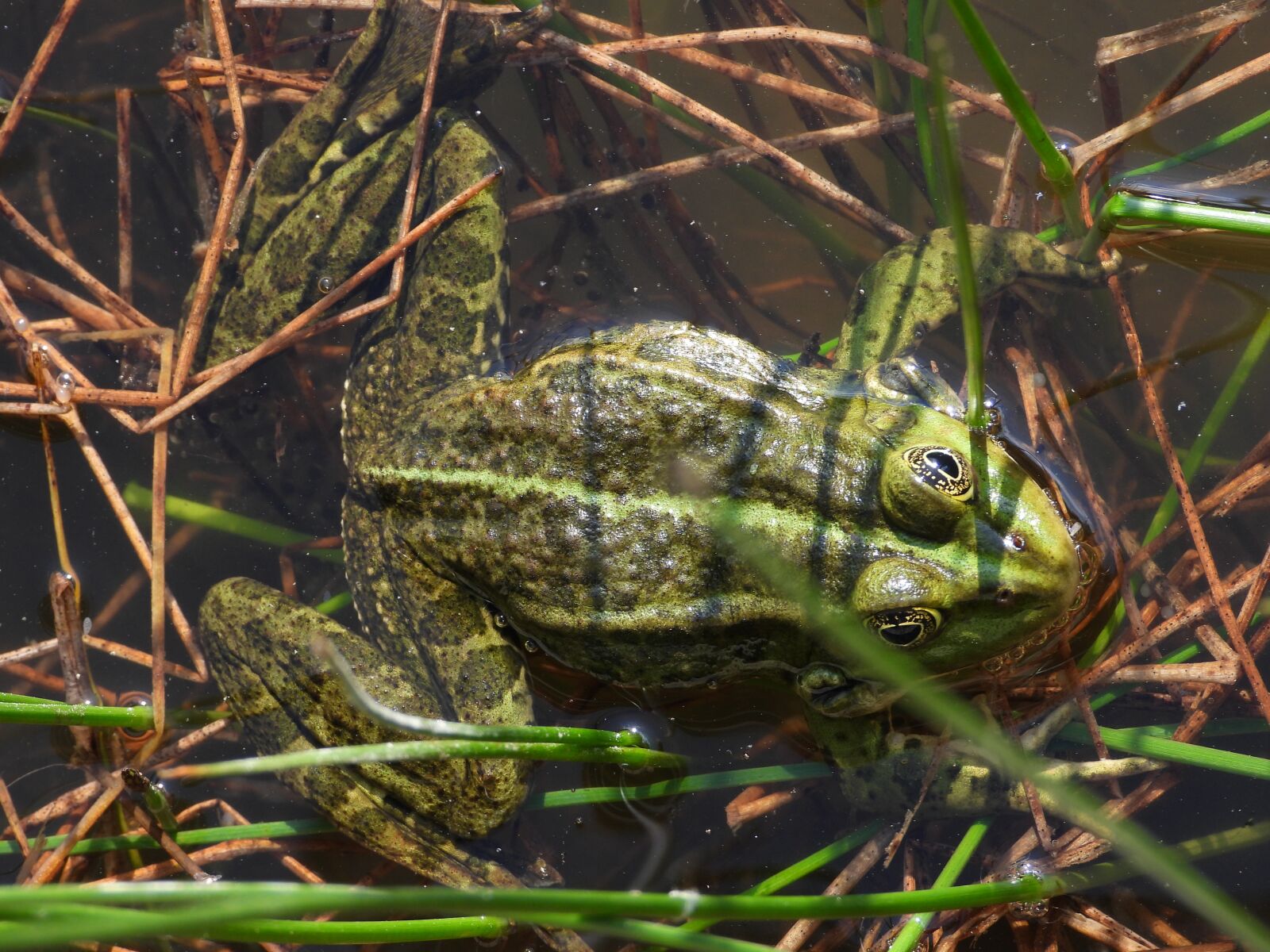 Nikon Coolpix P1000 sample photo. The frog, lake, green photography