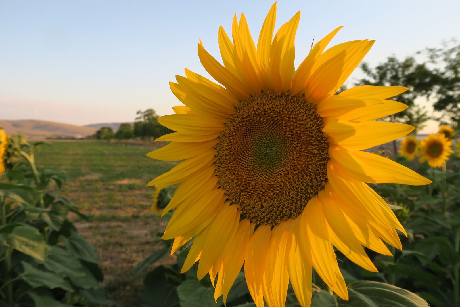 Canon PowerShot G7 X sample photo. Sunflower, nature, plant photography