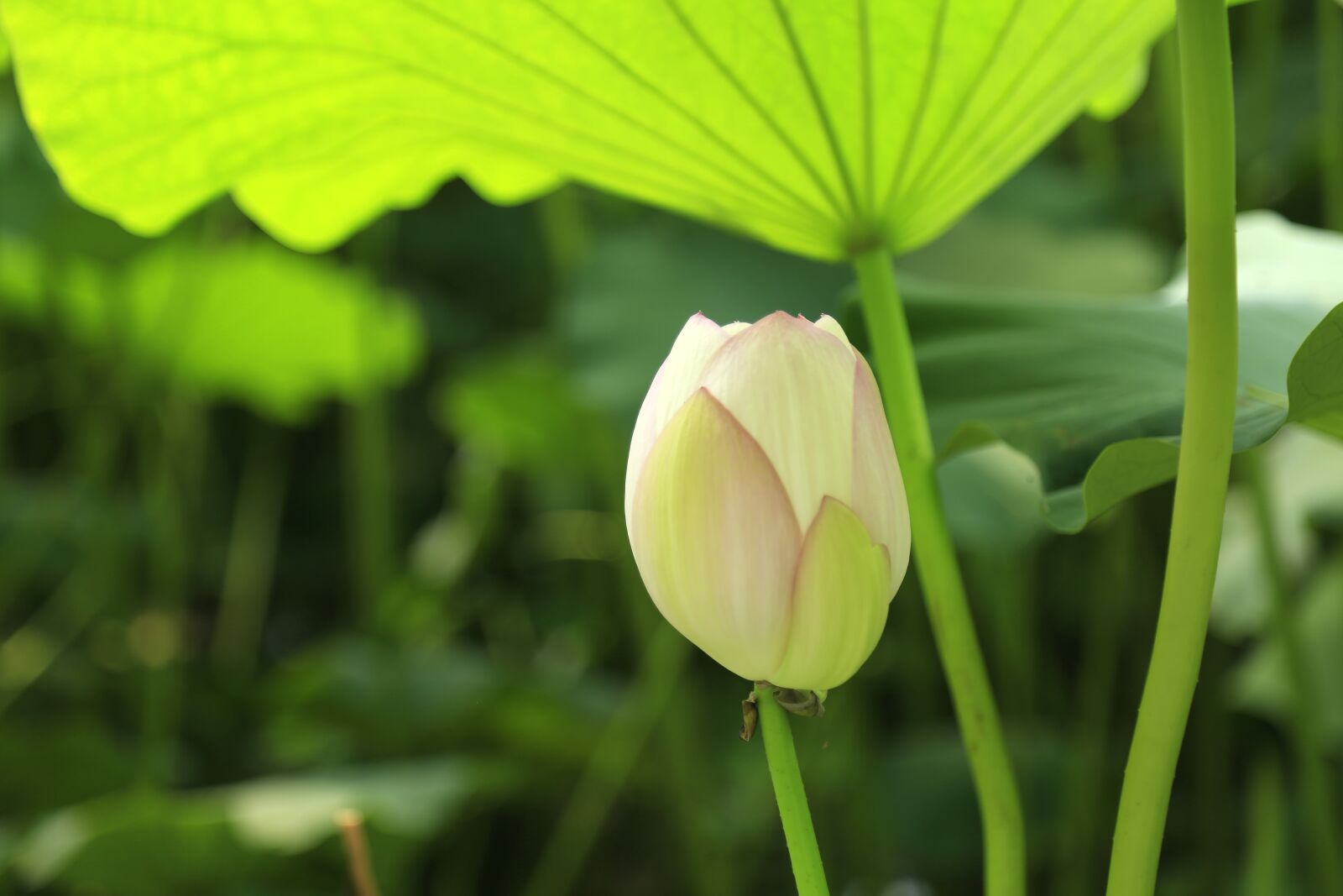 Canon EF 24-105mm F4L IS USM sample photo. Green, lotus, lotus leaf photography