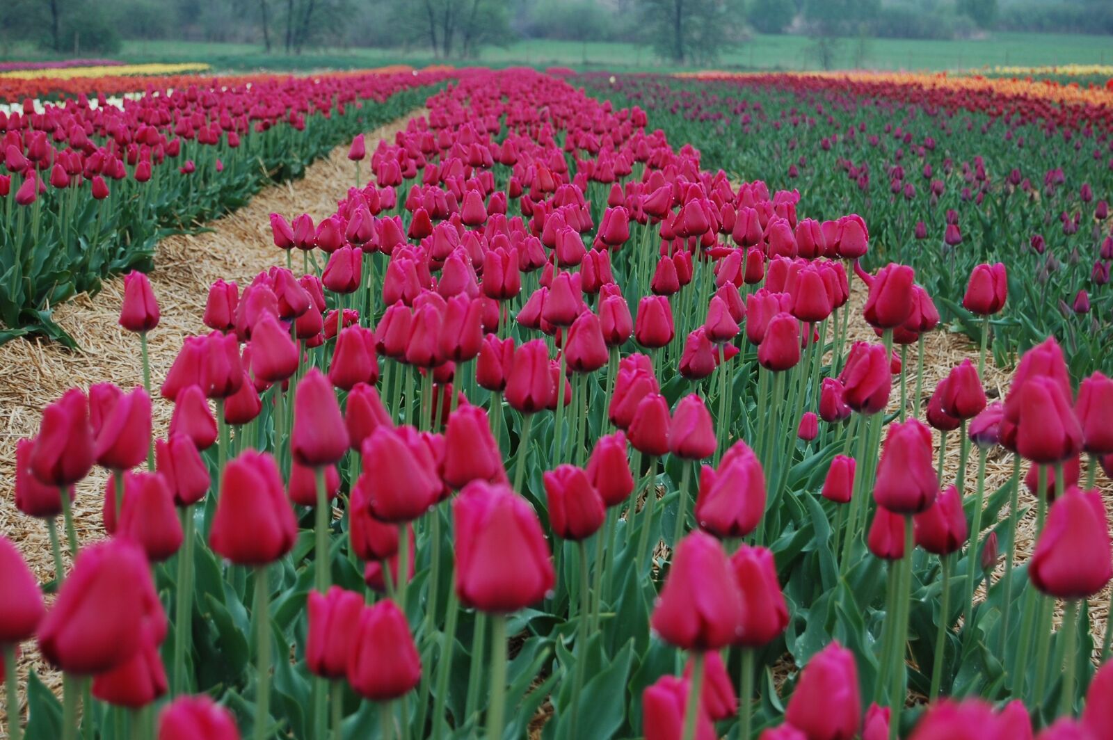 Nikon D40 sample photo. Tulips, flowers, blooming photography