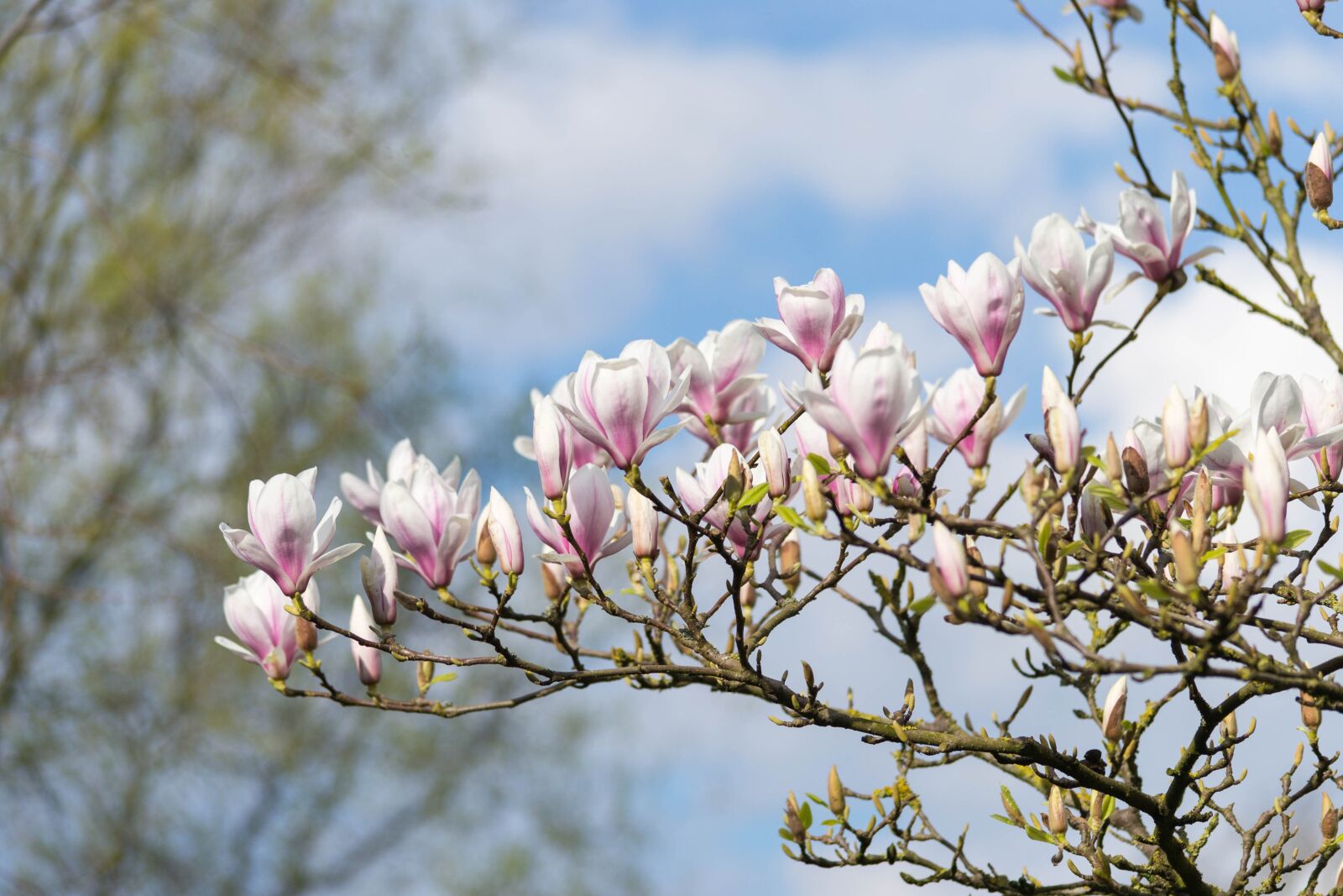 Nikon D3100 sample photo. Magnolia, flower, pink photography