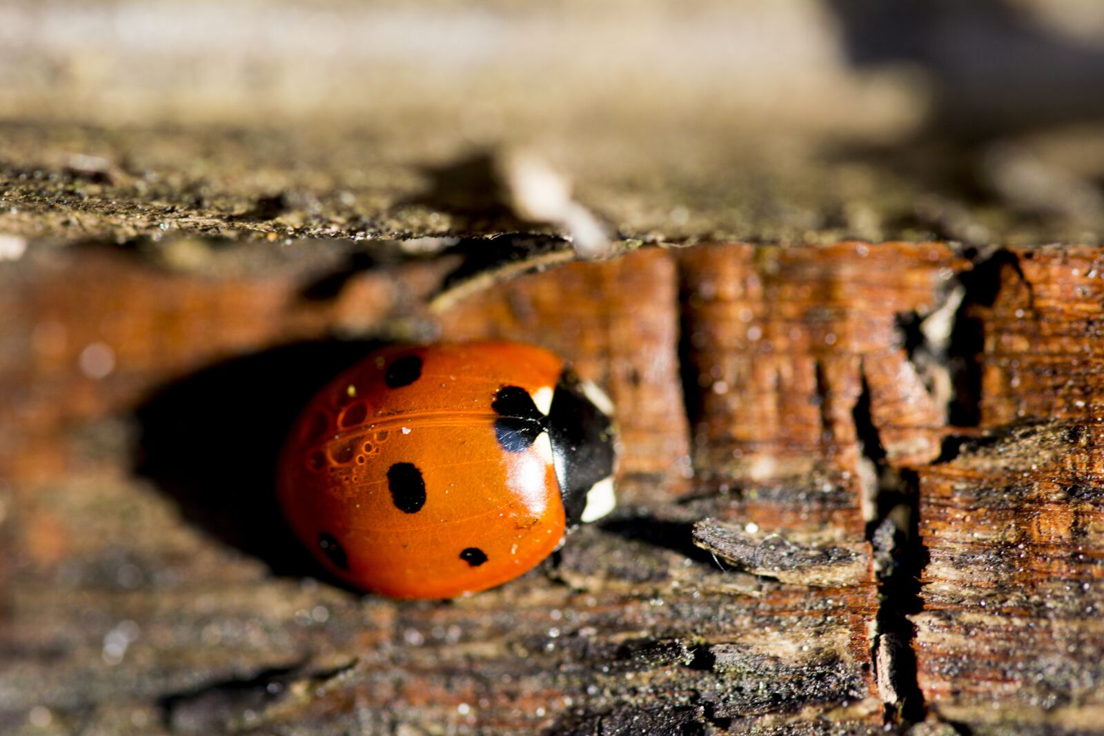 Nikon D5200 sample photo. Ladybird, insect, nature photography