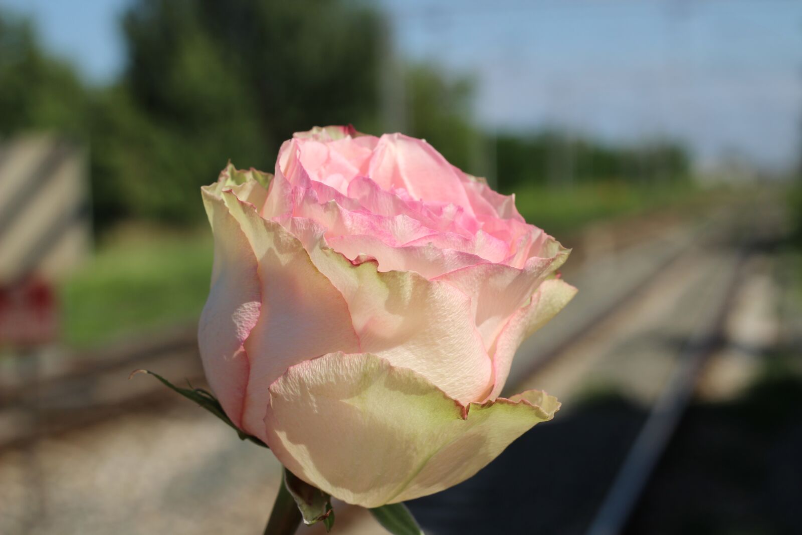 Canon EOS 600D (Rebel EOS T3i / EOS Kiss X5) + Canon EF 50mm F1.8 II sample photo. White pink rose, rail photography