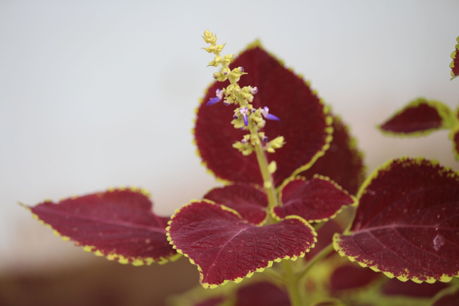 Canon EOS 700D (EOS Rebel T5i / EOS Kiss X7i) sample photo. Flower, hd background, background photography