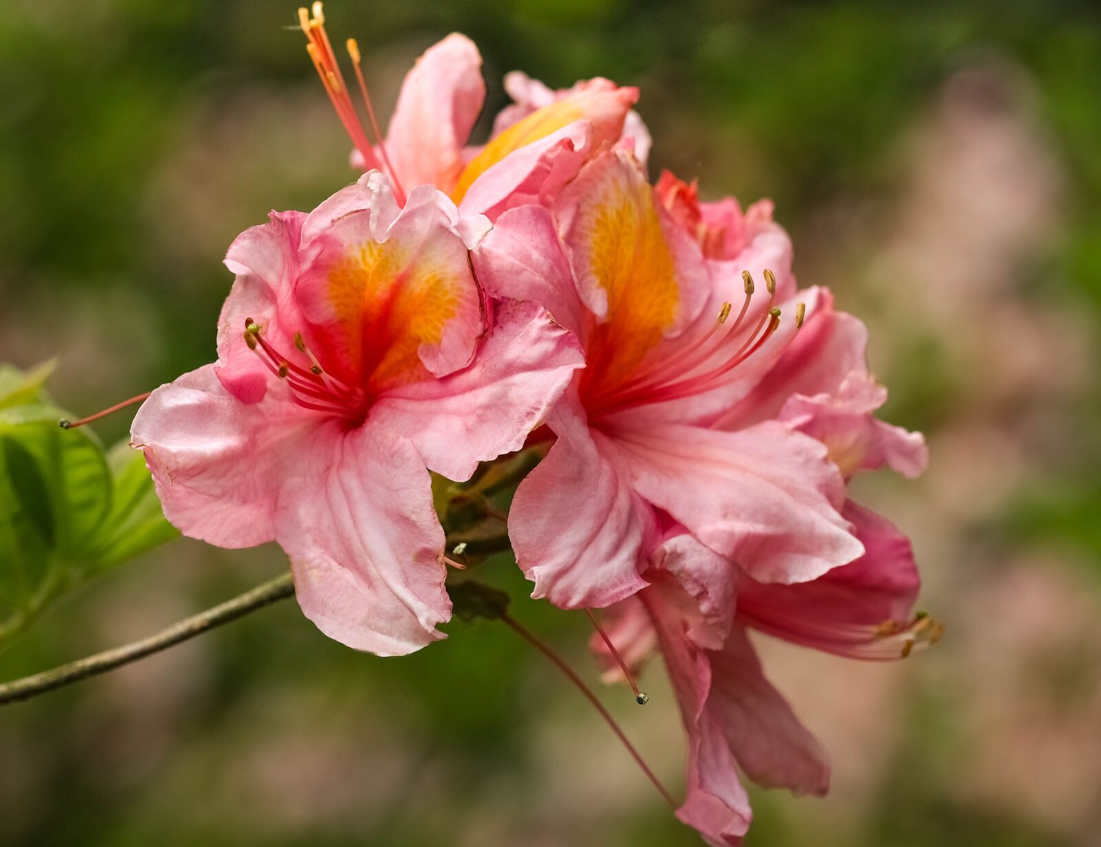 Canon EF 100mm F2.8L Macro IS USM sample photo. Azalea, azaleas, rhododendron photography