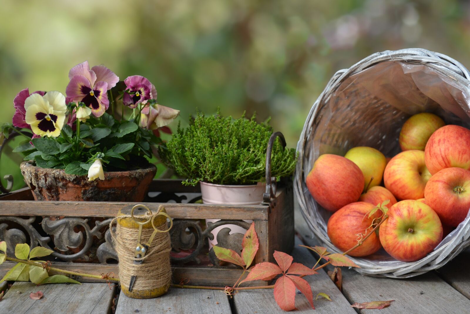 Nikon D7100 sample photo. Apple, autumn, leaf photography