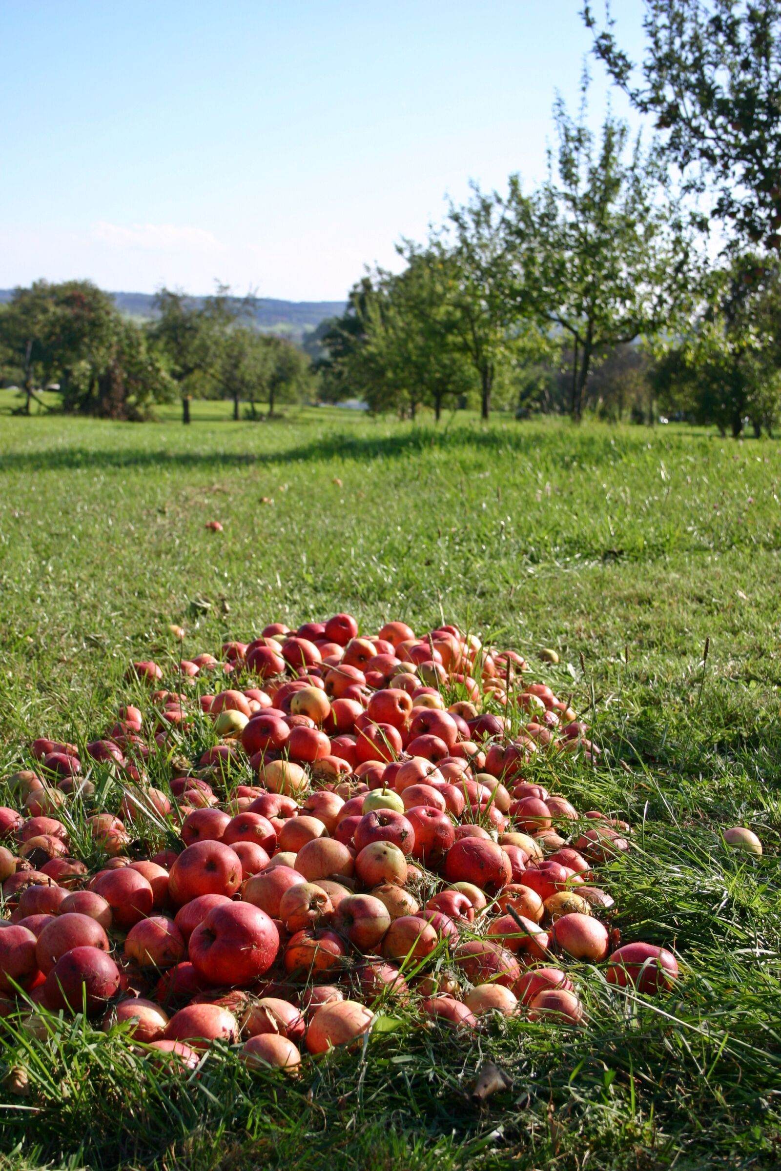 Canon EOS 300D (EOS Digital Rebel / EOS Kiss Digital) sample photo. Apple, orchard, windfall photography