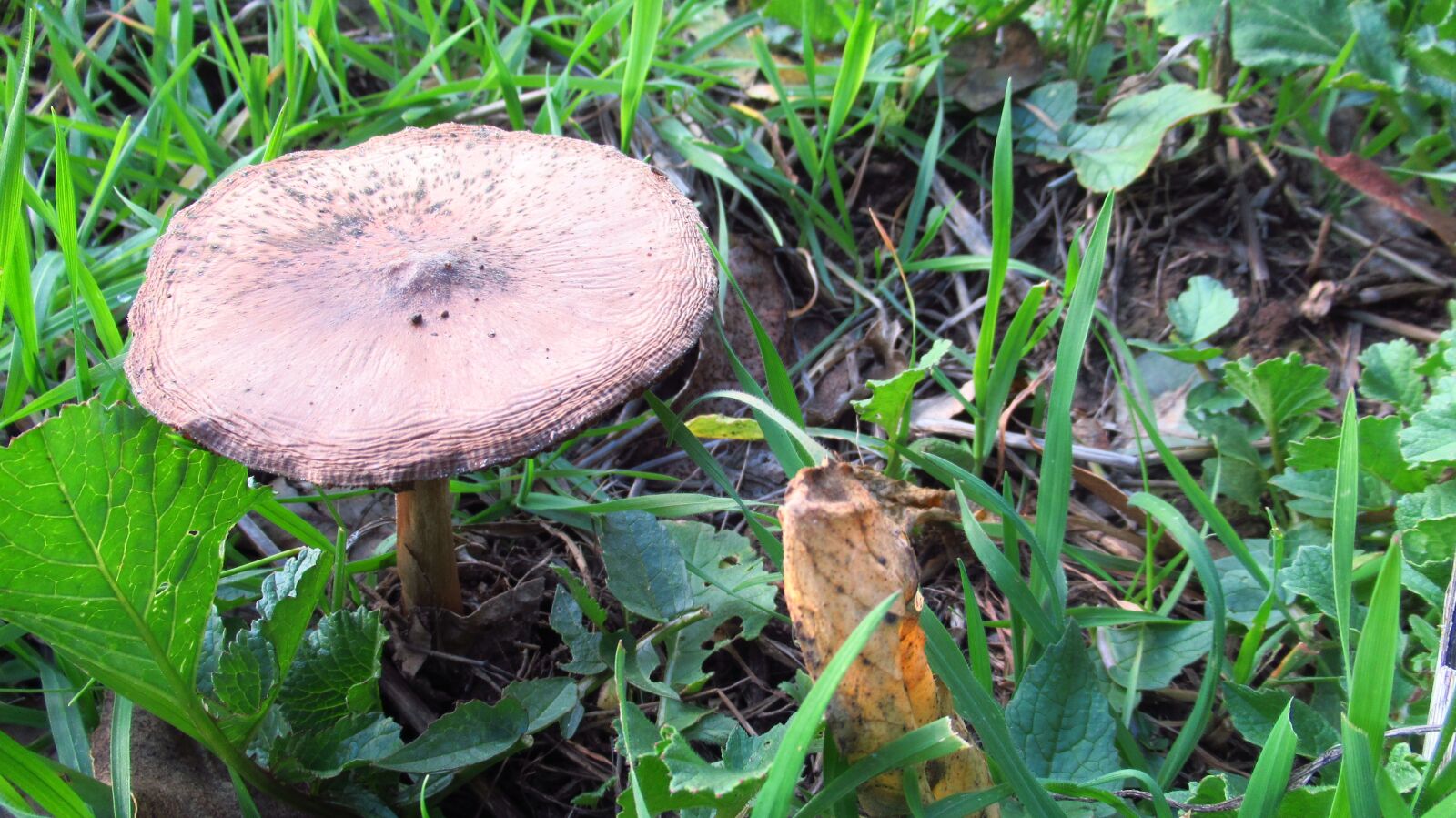 Canon PowerShot SX620 HS sample photo. Fungus, green, field photography