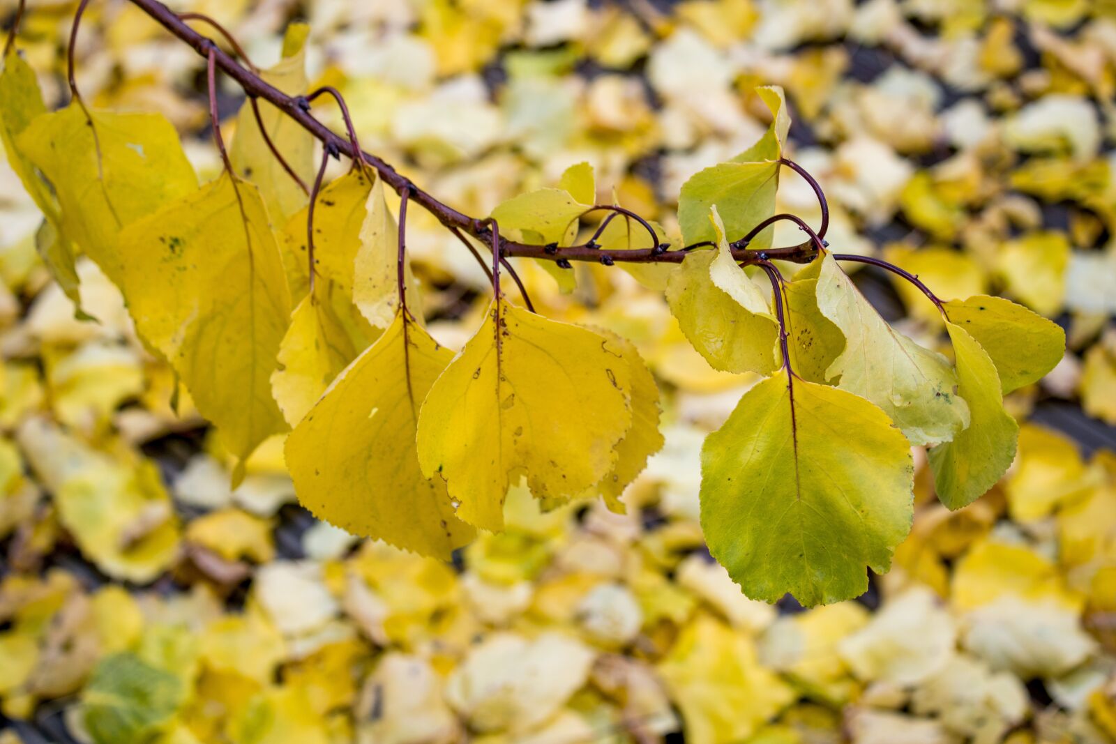 Canon EOS 2000D (EOS Rebel T7 / EOS Kiss X90 / EOS 1500D) sample photo. Autumn, dewdrop, raindrop photography