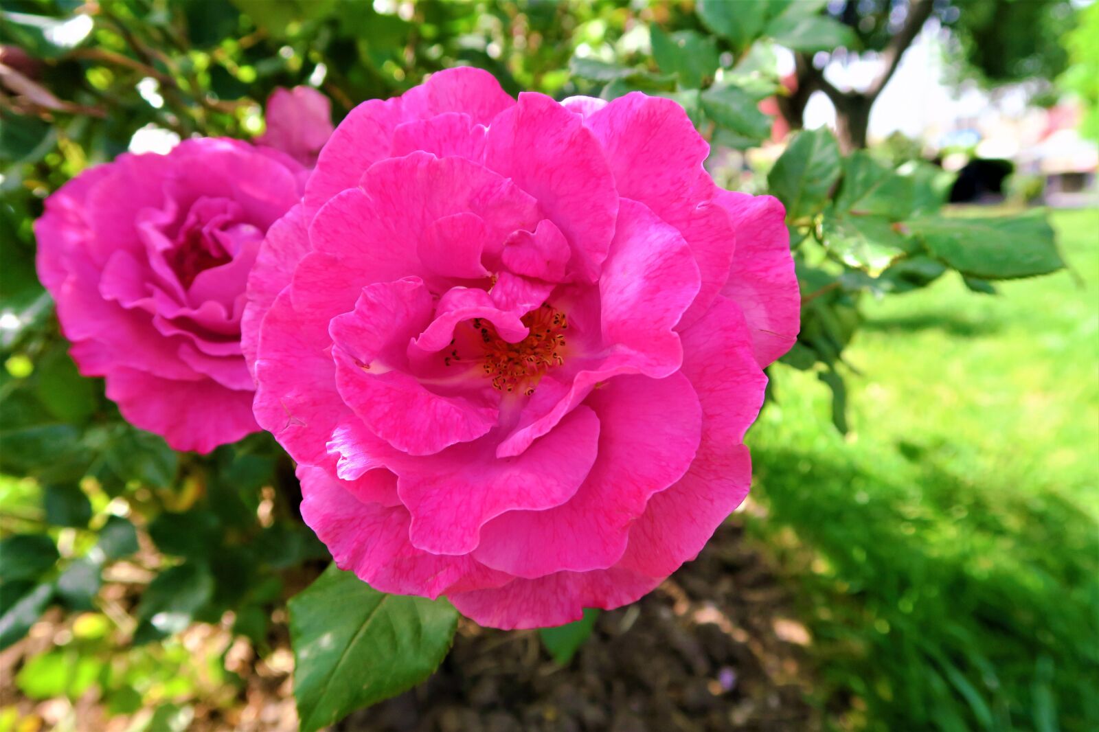 Canon PowerShot G7 X sample photo. Rose, pink, flower photography